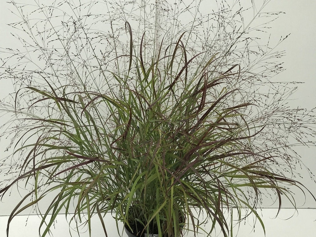  Vingergras (Panicum Virgatum 'Sangria')