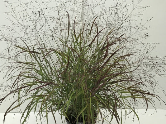  Vingergras (Panicum Virgatum 'Sangria')