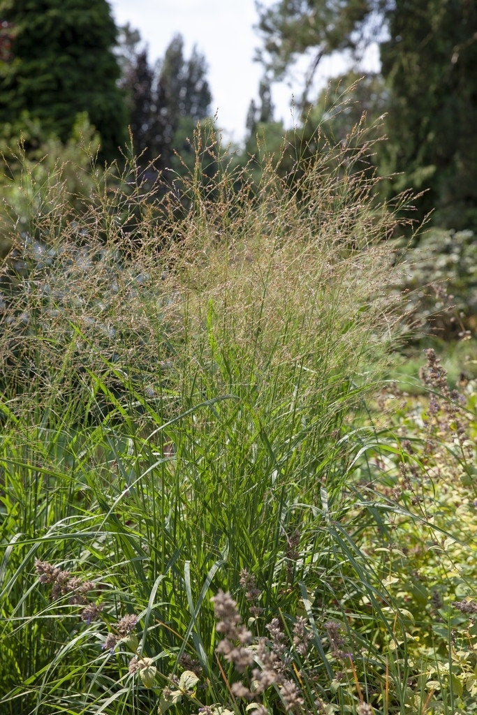  Vingergras (Panicum Virgatum 'Strictum')
