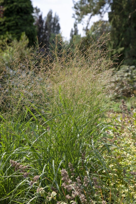  Vingergras (Panicum Virgatum 'Strictum')