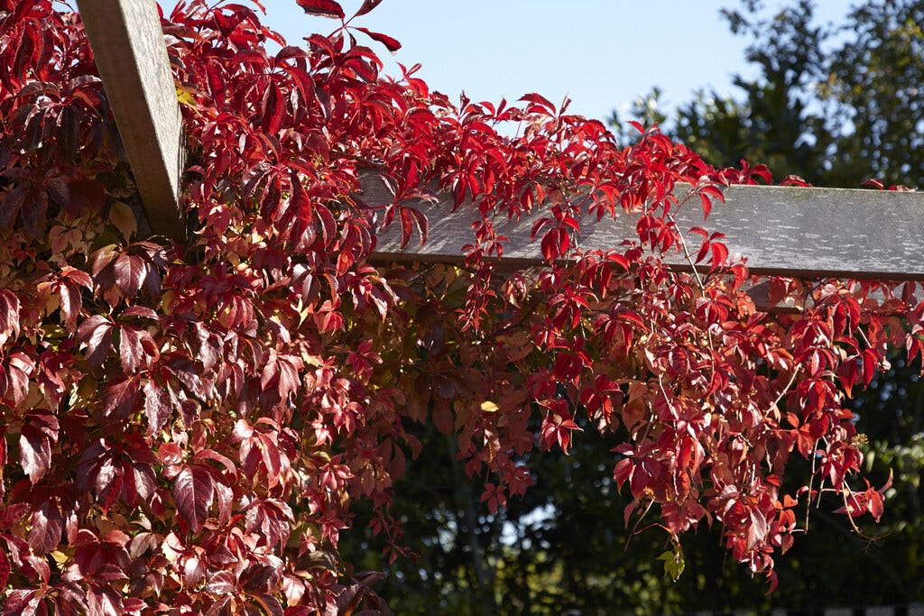  Wilde Wingerd (Parthenocissus Quinquefolia)