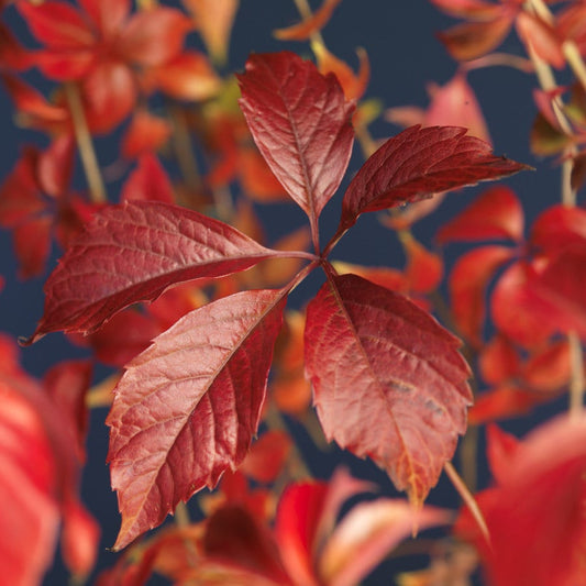  Wilde Wingerd (Parthenocissus Quinquefolia 'Engelmannii')