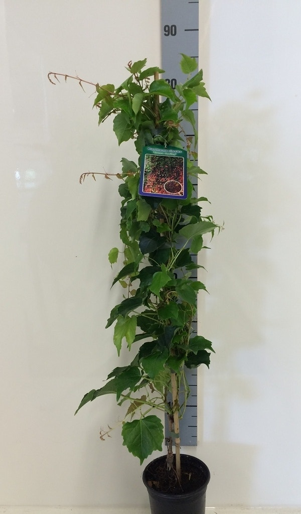  Wilde Wingerd (Parthenocissus Tricuspidata 'Green Spring')