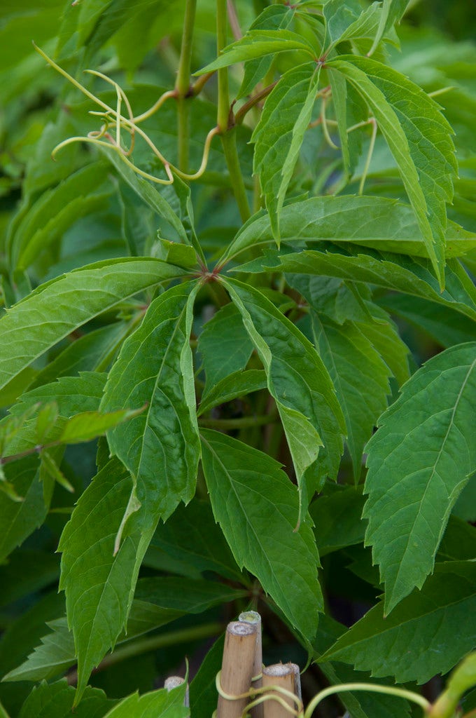  Wilde Wingerd (Parthenocissus Quinquefolia)