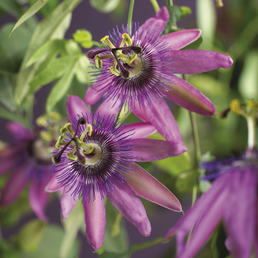  Passiebloem (Passiflora 'Amethyst')