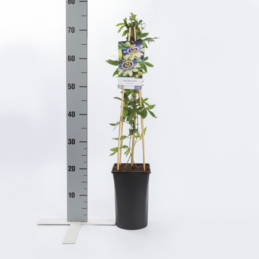  Passiebloem (Passiflora Caerulea)