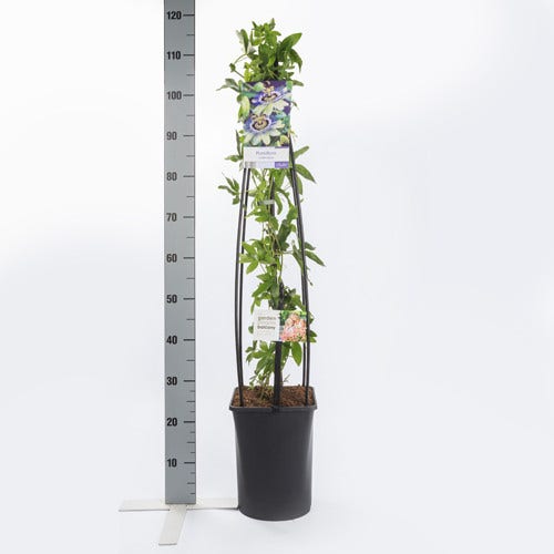  Passiebloem (Passiflora Caerulea)