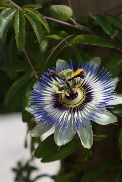 Passiebloem (Passiflora Caerulea)