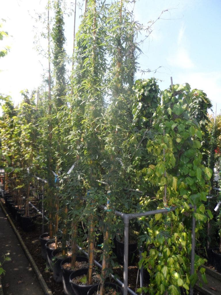  Passiebloem (Passiflora Caerulea)