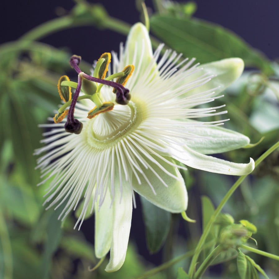  Passiebloem (Passiflora 'Constance Elliott')