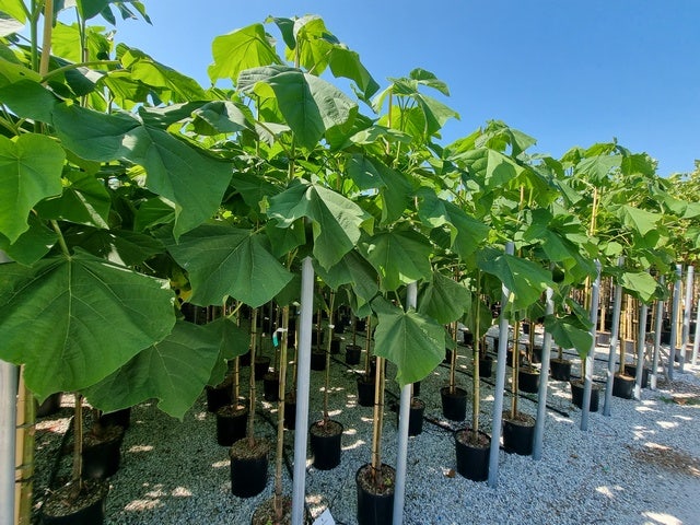 Anna Paulownaboom (Paulownia Fortunei 'Fast Blue')