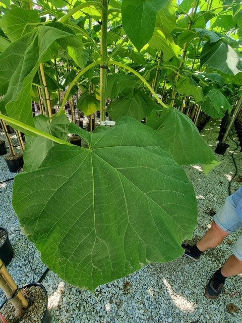  Anna Paulownaboom (Paulownia Fortunei 'Fast Blue')
