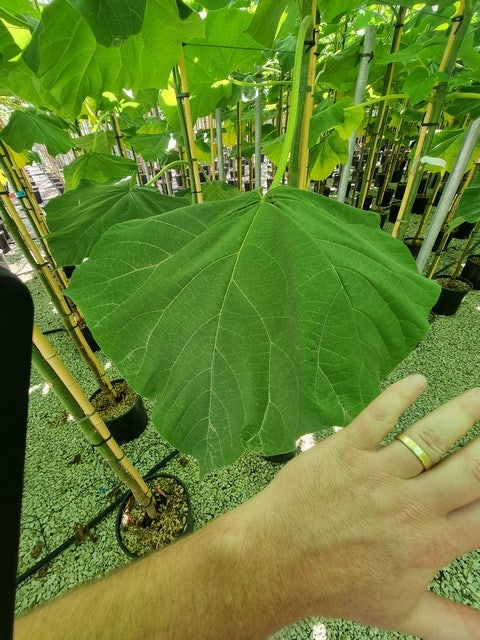  Anna Paulownaboom (Paulownia Fortunei 'Fast Blue')