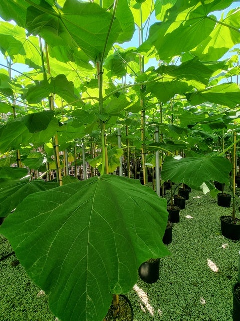  Anna Paulownaboom (Paulownia Fortunei 'Fast Blue')