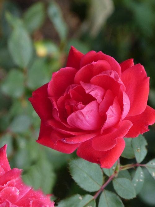  Klimroos (Rosa 'Paul's Scarlet Climber')