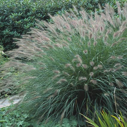  Lampepoetsersgras (Pennisetum Alopecuroides)