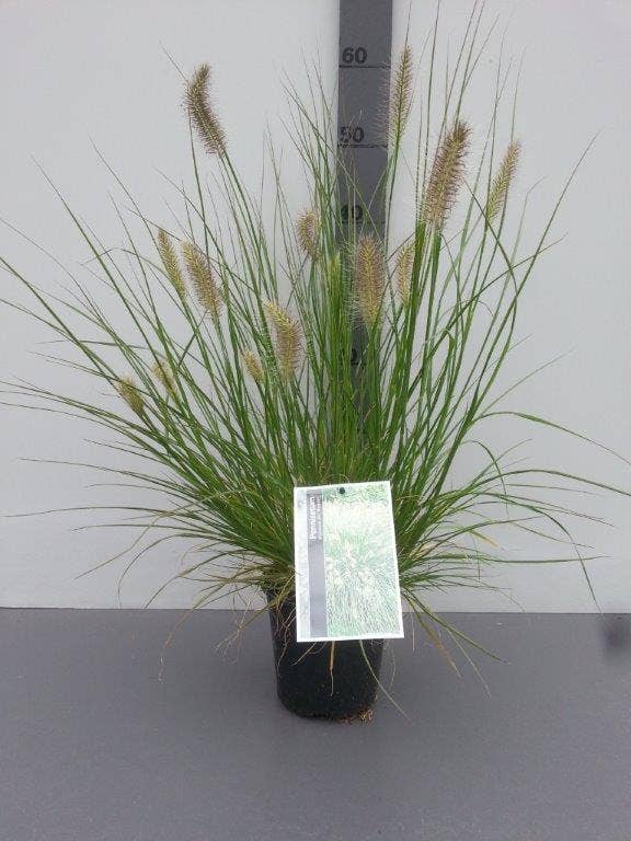  Lampepoetsersgras (Pennisetum Alopecuroides 'Hameln')