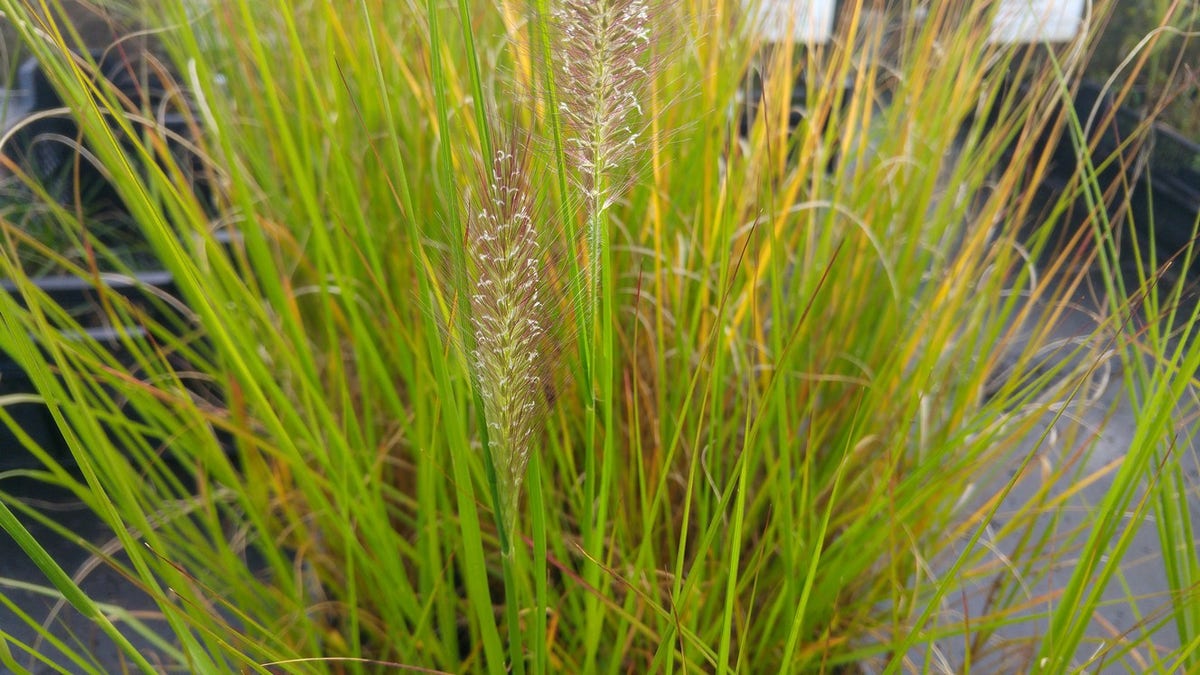  Lampepoetsersgras (Pennisetum Alopecuroides 'Cassian')