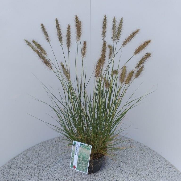  Lampepoetsersgras (Pennisetum Alopecuroides 'Hameln')