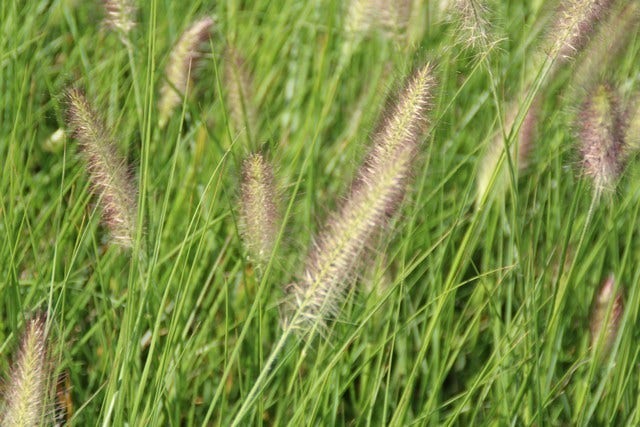  Lampepoetsersgras (Pennisetum Alopecuroides 'Reborn')