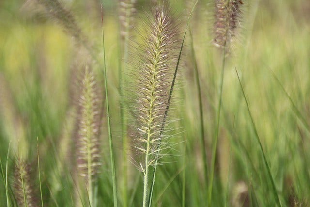  Lampepoetsersgras (Pennisetum Alopecuroides 'Reborn')