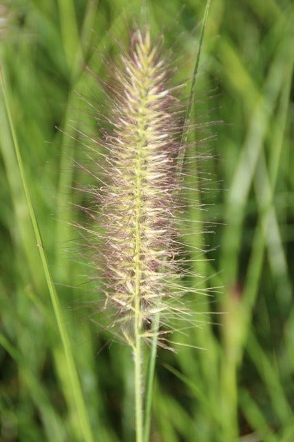  Lampepoetsersgras (Pennisetum Alopecuroides 'Reborn')