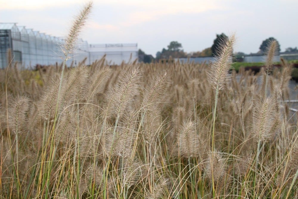  Lampepoetsersgras (Pennisetum Alopecuroides 'Hameln')