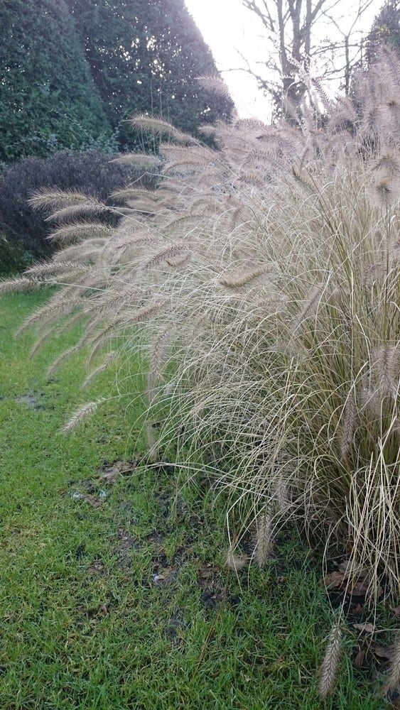  Lampepoetsersgras (Pennisetum Alopecuroides)