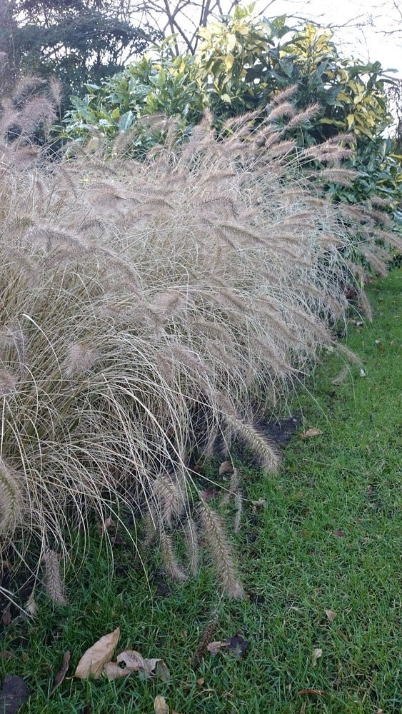  Lampepoetsersgras (Pennisetum Alopecuroides)
