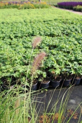  Lampepoetsersgras (Pennisetum Alopecuroides)