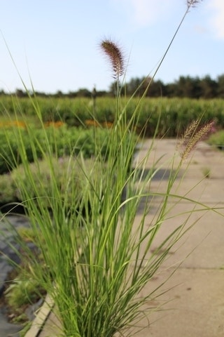  Lampepoetsersgras (Pennisetum Alopecuroides)