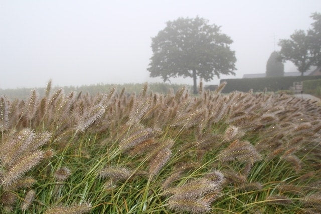  Lampepoetsersgras (Pennisetum Alopecuroides 'Cassian')