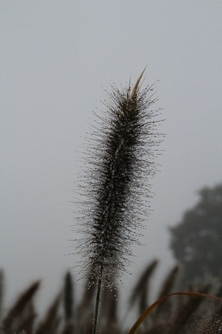 Lampepoetsersgras (Pennisetum Alopecuroides 'Cassian')