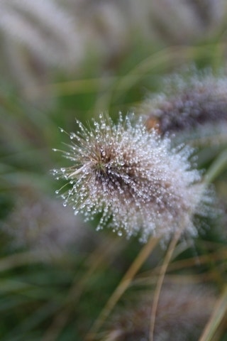  Lampepoetsersgras (Pennisetum Alopecuroides 'Cassian')