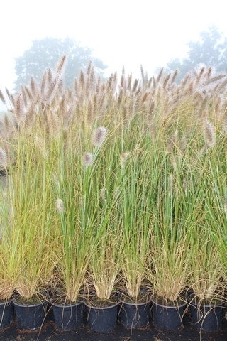  Lampepoetsersgras (Pennisetum Alopecuroides 'Cassian')