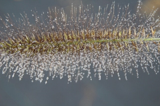  Lampepoetsersgras (Pennisetum Alopecuroides 'Cassian')