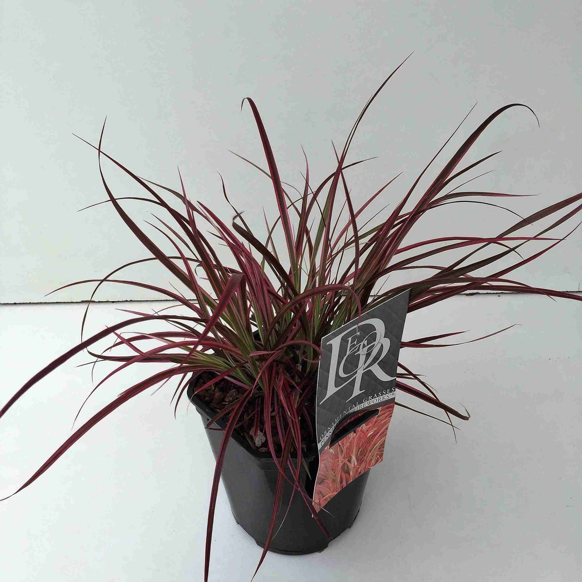  Lampepoetsersgras (Pennisetum Advena 'Fireworks')