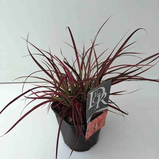  Lampepoetsersgras (Pennisetum Advena 'Fireworks')