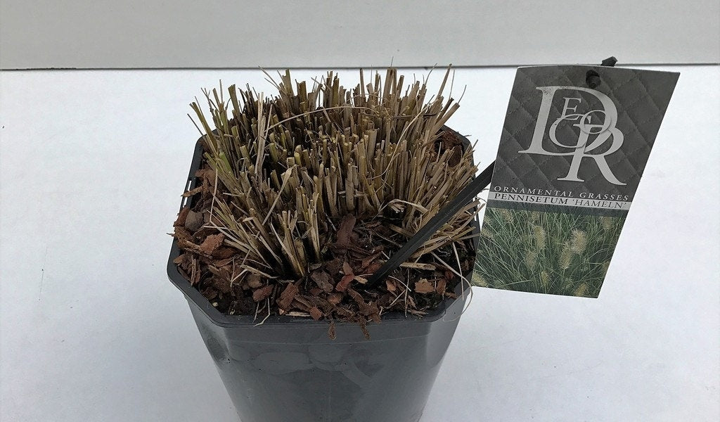  Lampepoetsersgras (Pennisetum Alopecuroides 'Hameln')