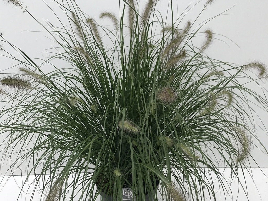  Lampepoetsersgras (Pennisetum Alopecuroides 'Hameln')