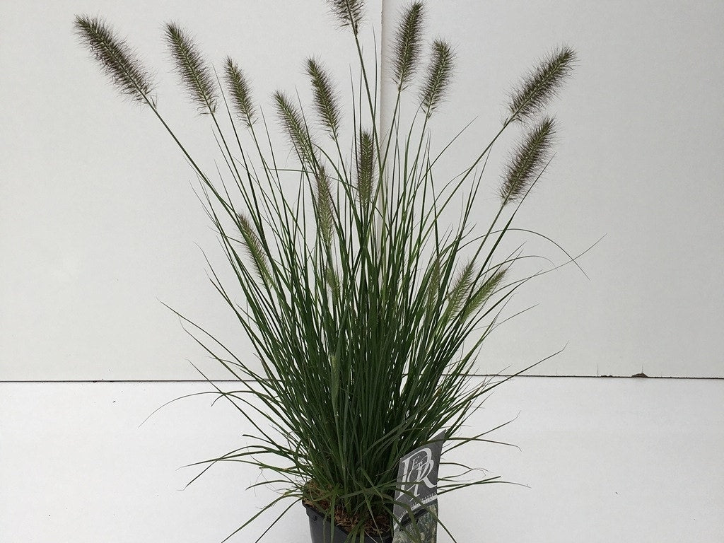  Lampepoetsersgras (Pennisetum Alopecuroides 'Hameln')