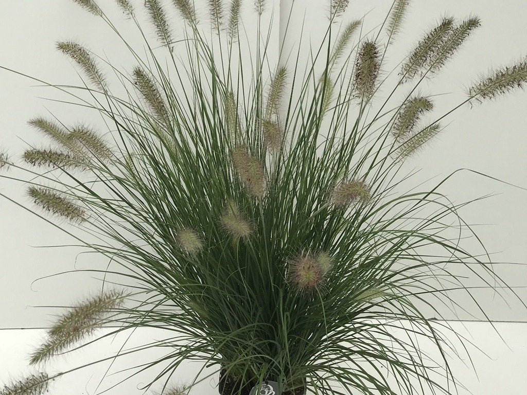  Lampepoetsersgras (Pennisetum Alopecuroides 'Hameln')