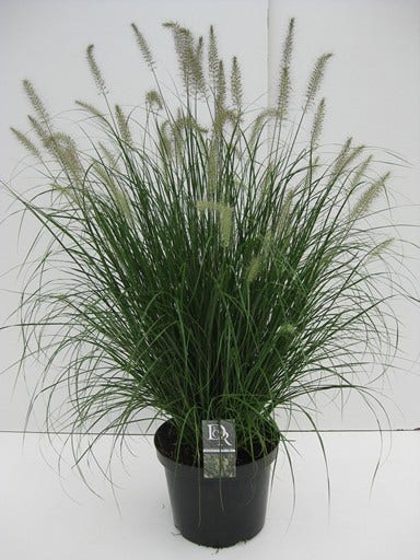  Lampepoetsersgras (Pennisetum Alopecuroides 'Hameln')