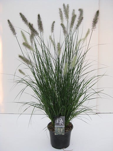  Lampepoetsersgras (Pennisetum Alopecuroides 'Hameln')