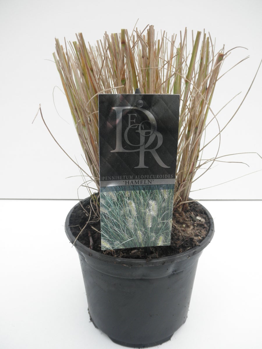  Lampepoetsersgras (Pennisetum Alopecuroides 'Hameln')