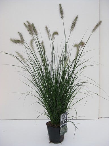  Lampepoetsersgras (Pennisetum Alopecuroides 'Hameln')