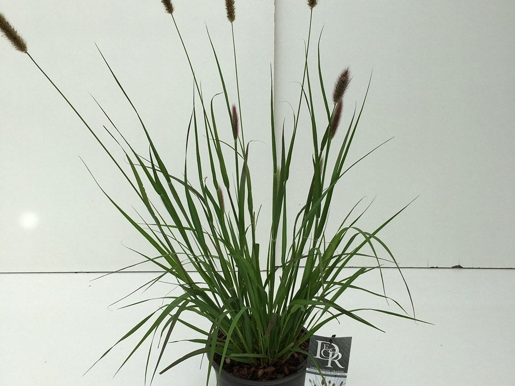  Lampenpoetsersgras (Pennisetum Messiacum 'Red Bunny Tails') 