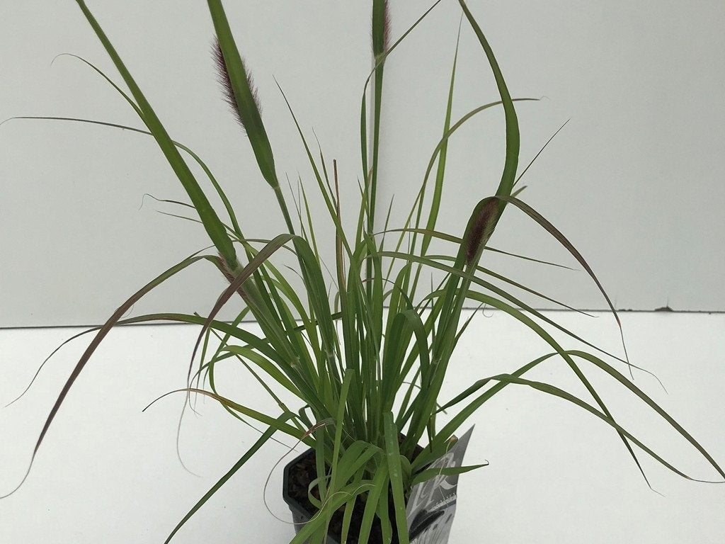 Lampenpoetsersgras (Pennisetum Messiacum 'Red Bunny Tails') 