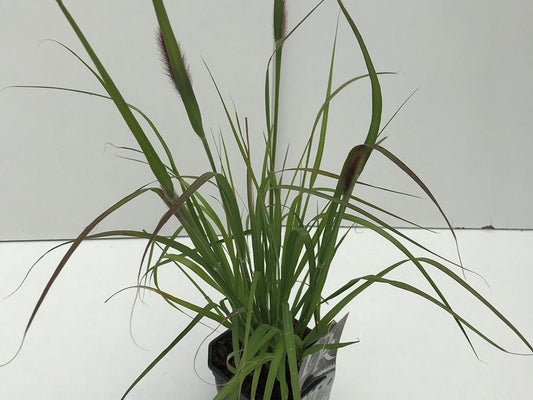  Lampenpoetsersgras (Pennisetum Messiacum 'Red Bunny Tails') 