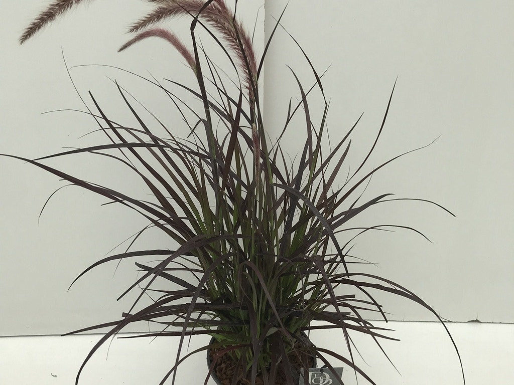  Lampepoetsersgras (Pennisetum Advena 'Rubrum')